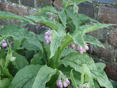 Symphytum × uplandicum