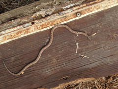 Hypsiglena ochrorhynchus klauberi