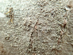 Buellia griseovirens