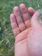 Stipa lessingiana, photograph (c) Dmitriy Bochkov, some rights reserved (CC BY)