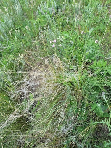 Stipa lessingiana, photograph 3