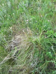Stipa lessingiana, photograph (c) Dmitriy Bochkov, some rights reserved (CC BY)