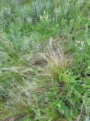 Stipa lessingiana, photograph (c) Dmitriy Bochkov, some rights reserved (CC BY)