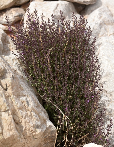 Hedeoma nana ssp. californica