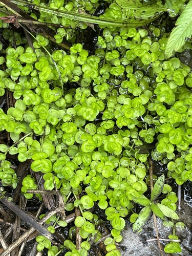 Micranthemum umbrosum, photograph 6
