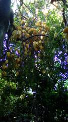 Averrhoa carambola