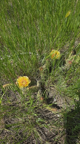 Plains Pricklypear
