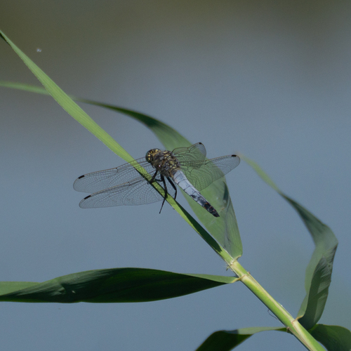 Black-tailed Skimmer