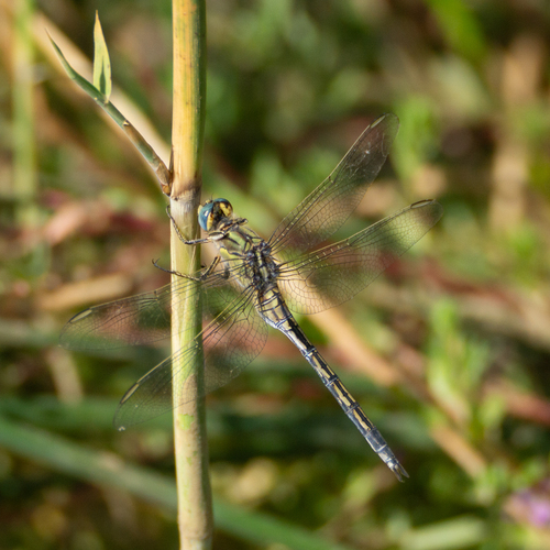 Long Skimmer