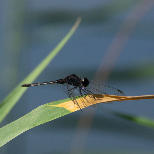 Black Percher
