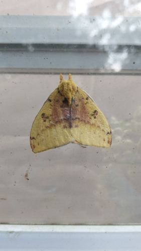 Io Moth