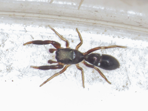 Synageles hilarulus
