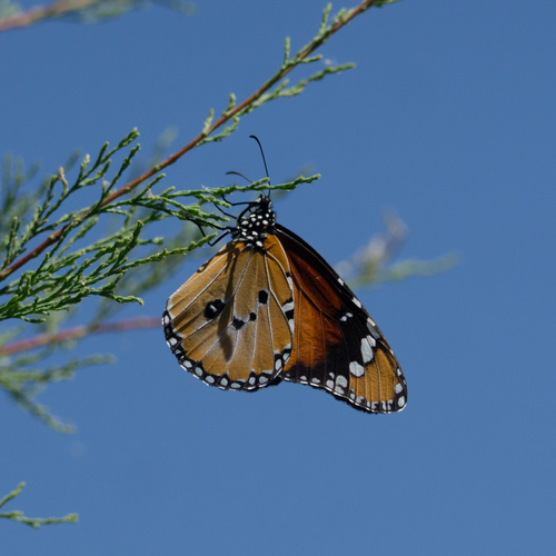 Plain Tiger Butterfly