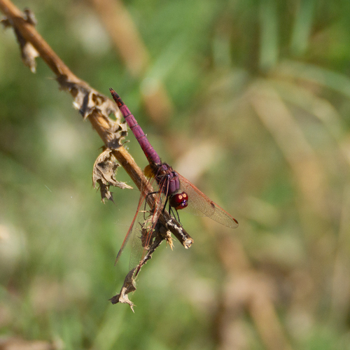Violet Dropwing