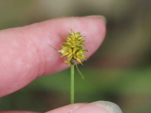 Carex cephalophora, photograph 4