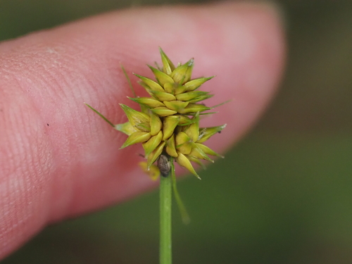 Carex cephalophora, photograph 5
