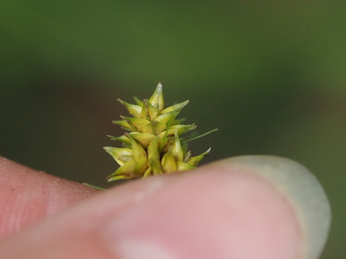 Carex cephalophora, photograph 6