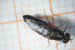 Scenopinus fenestralis