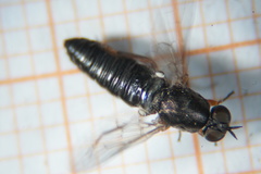 Scenopinus fenestralis