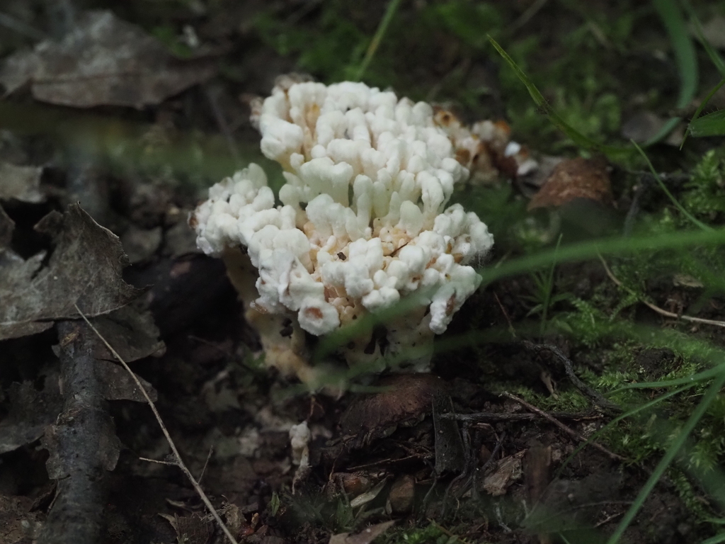 jellied false coral fungus · July 2026 · photo: Photo: (c) Summit Metro Parks, some rights reserved (CC BY) · iNaturalist