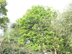 Aesculus hippocastanum