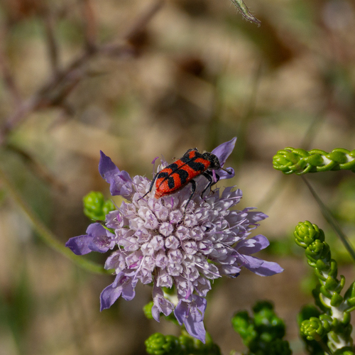 Trichodes umbellatarum