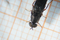 Scenopinus fenestralis