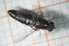 Scenopinus fenestralis