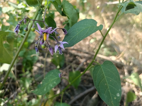 bittersweet nightshade