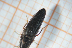 Scenopinus fenestralis