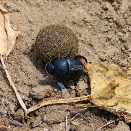 Gymnopleurus sturmi