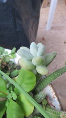 Pachyphytum