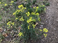 Erysimum crepidifolium