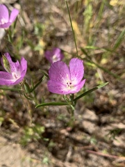 Clarkia affinis