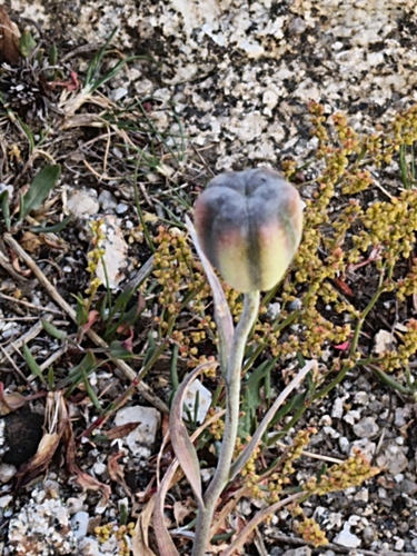 Fritillaria lusitanica, photograph 1