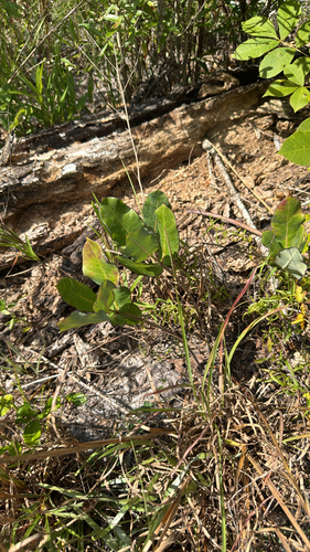 clasping milkweed