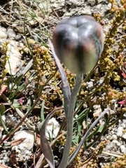 (c) Diego Rodríguez Hernández, some rights reserved (CC BY) Fritillaria lusitanica, photograph (c) Diego Rodríguez Hernández, some rights reserved (CC BY)