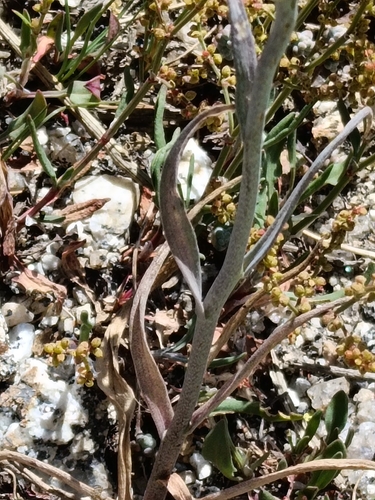 Fritillaria lusitanica, photograph 3