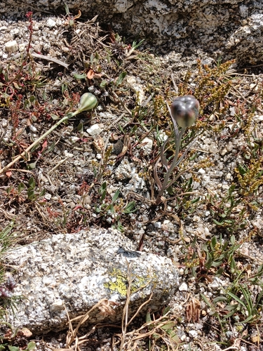 Fritillaria lusitanica, photograph 4
