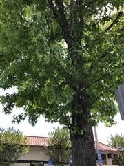 Liquidambar styraciflua