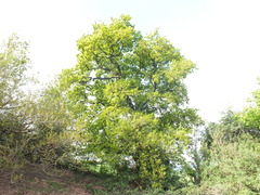 Quercus robur