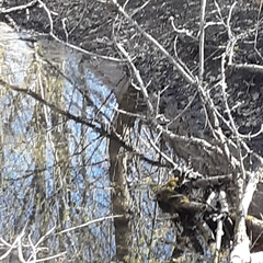 Passerella iliaca