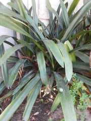 Clivia