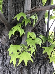 Liquidambar styraciflua