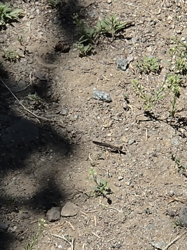 iNaturalist observation photo of Crackling Forest Grasshopper