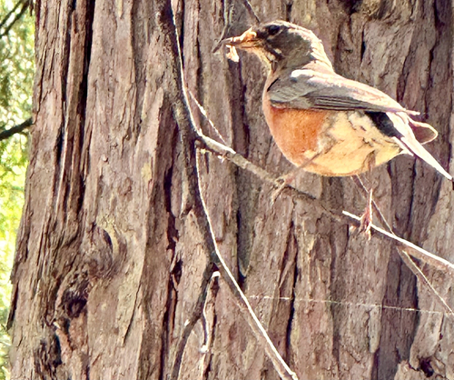 iNaturalist observation photo of American Robin