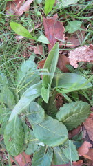 Chloraea membranacea