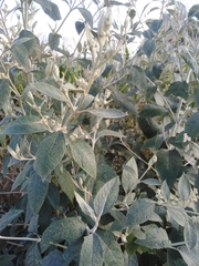 Buddleja tucumanensis