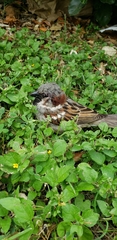 Passer domesticus