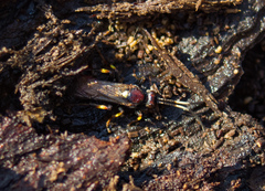 Cratichneumon paratus